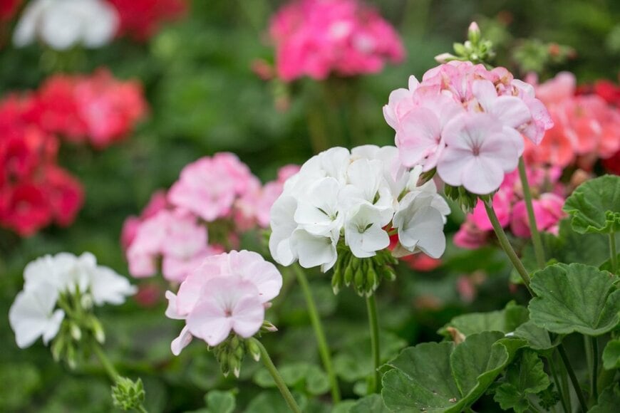 白やピンクの花を咲かせている、ゼラニウム