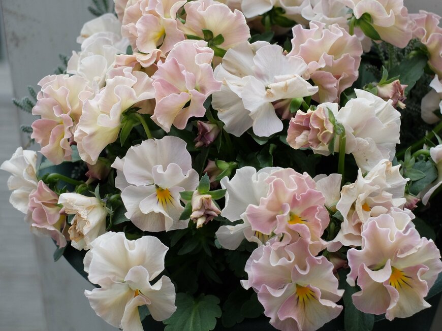 花がら摘みをした花後のパンジー