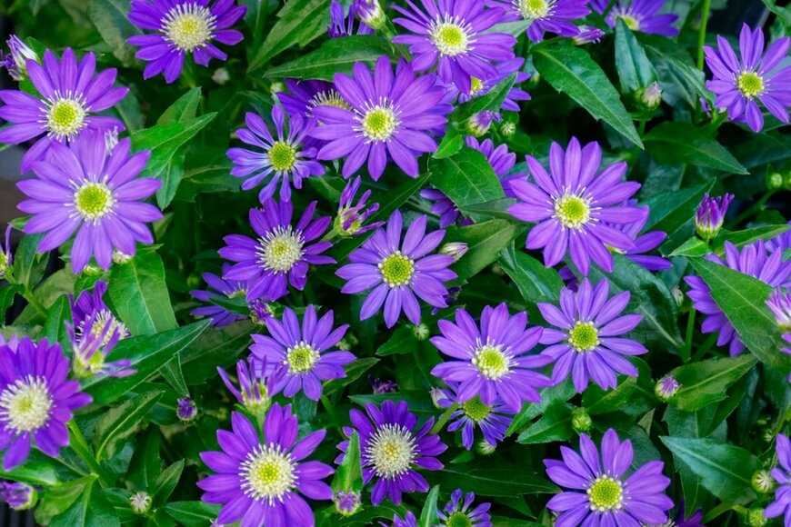 紫色のミヤコワスレの花