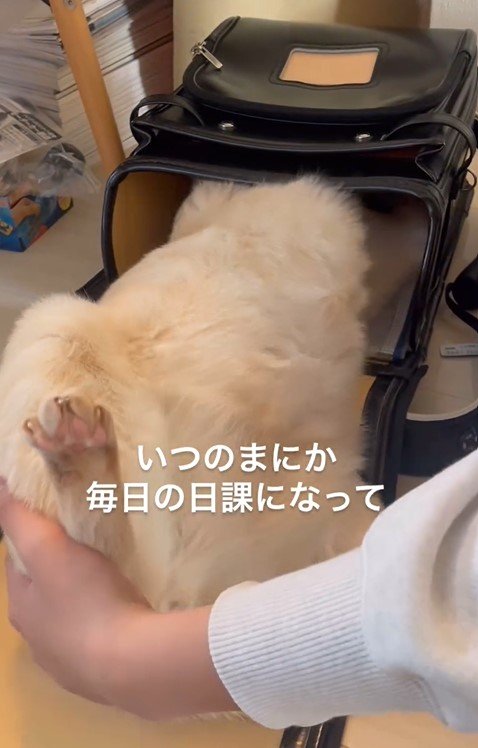 ランドセルに入る猫