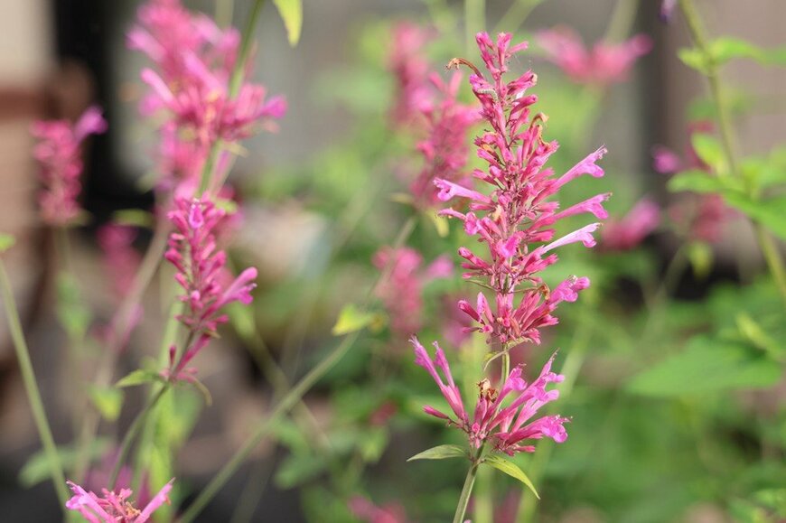 濃いピンクの花を咲かせている、アガスターシェ