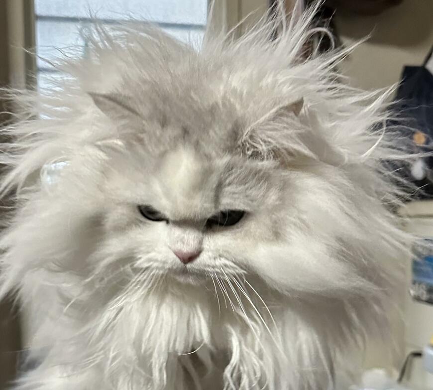 芸術的な爆発具合の猫