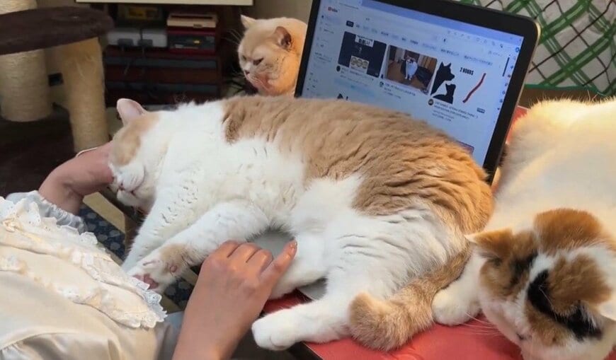 パソコンを邪魔する猫