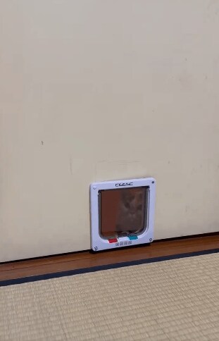 猫用の入り口と猫
