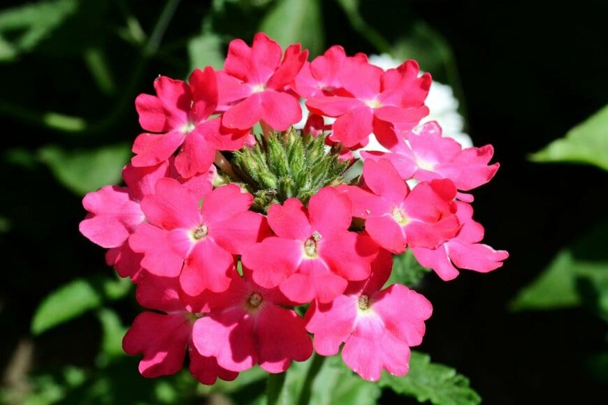 濃いピンクの花を咲かせている、宿根バーベナ