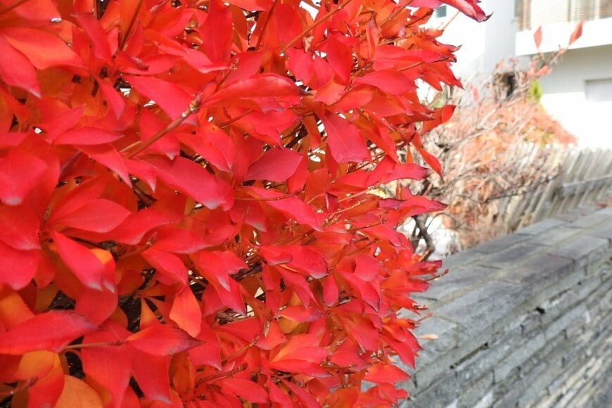 葉が朱色に染まった秋のドウダンツツジ