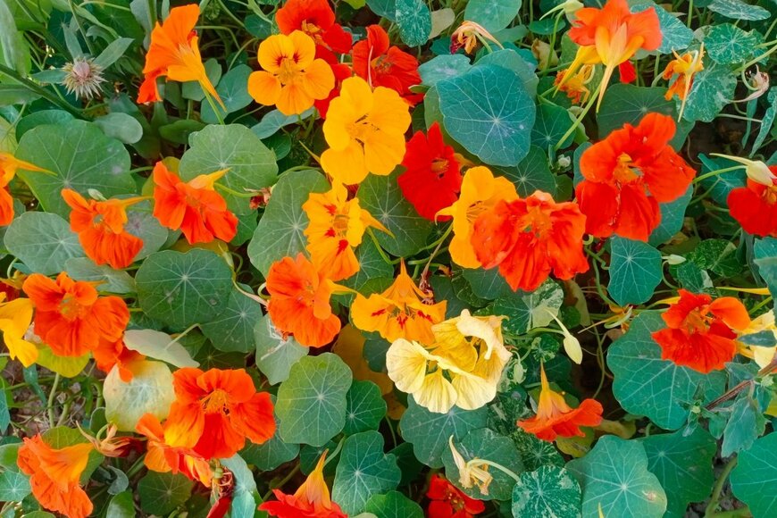 ナスタチウムの花が咲いている。色はオレンジと黄色。