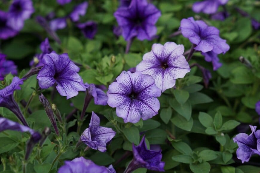 ペチュニアの花が咲いている。色は紫