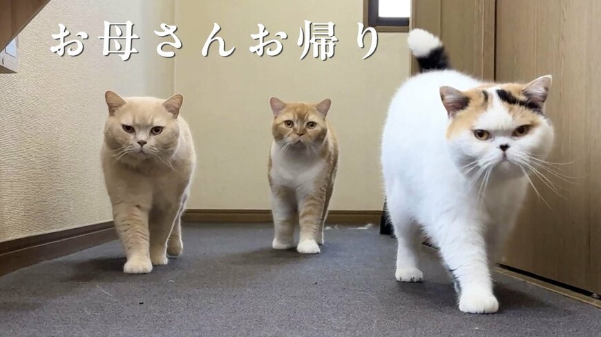 大喜びの猫