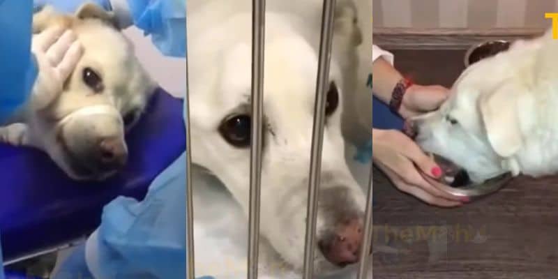 動物病院で治療を受けるアーニー