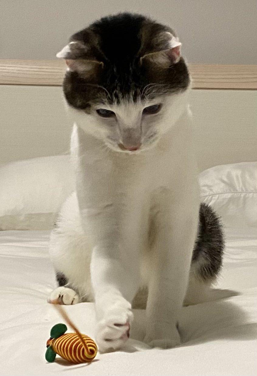 将棋をしているような猫