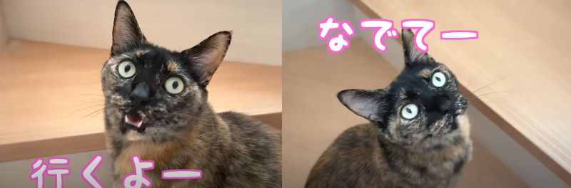 投稿動画のワンシーン