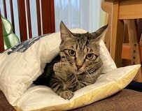 長男をソファーと勘違いした猫　大胆にくつろぐ姿に笑っちゃう