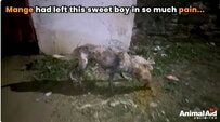 重度の皮膚病に苦しんでいた犬　見違えるほど元気になった現在の姿に反響
