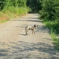郊外に「置き去りにされた猟犬」を救出　命の危機を乗り越え「しっぽを振る姿」に感動してしまう