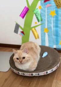 【ほっこり】飼い主さん手作りの七夕飾りの前で“お手々ないない”する猫ちゃんが可愛すぎる！