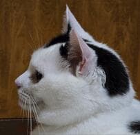 「芸術的」猫の顔に驚く声　人間っぽさがある表情に癒される