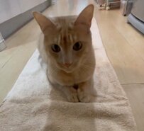 【遊ぶ姿にほっこり】GW仕事確定の飼い主さんが全力で猫ちゃんを甘やかす