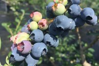 年収1000万円を投げうって手に入れた田舎暮らし～ブルーベリー農園オーナーへの道