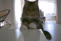 留守番カメラを見ると…「笑っちゃう可愛さ」保護猫達の行動とは