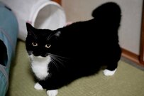 【変幻自在すぎる猫さん】ユニークなお座り姿に思わず二度見　「キリン」「ピサの斜塔」といった声