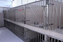 プラスチック容器が頭に…食事も水も摂れずにいた母犬を救助。救助後の様子に安堵が広がる