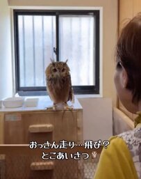【ばあちゃんに飛ばしてもろたフクロウ】おっさん走りからのバサッ…和やかな朝の光景に癒される人続出！