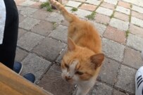 海辺のベンチで撮影された「人懐っこい猫」　撫でてアピールがかわいすぎた