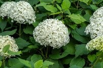 【ガーデニング】小さな庭は低木でお洒落にキメる！「おすすめツリー・最強7選」