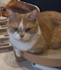 【猫は見た】飼い主をロックオン！ドアの隙間からひっそり様子をうかがうマンチカンに悶絶！