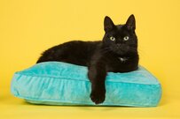 クッションを利用したことがないという方も一定層いるという事実が判明！使用率など【クッション】に関するリアルな声をリサーチ【LIMO独自調査】