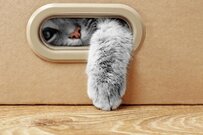 透明な箱に入ろうとする猫→あまりにも「無理やりな体勢」に思わず笑ってしまう