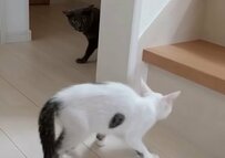 保護猫が家猫になった結果…衝撃のビフォーアフターが話題！「野生を忘れてる」「完全に無防備ｗ」