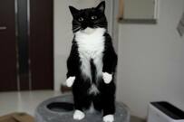 【まるでビジネスマン？！】ネクタイ＆スーツ姿に見える猫ちゃんの身体の模様　人間みたいな立ち姿にいいね続々