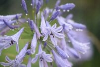 【湿気に強い花】梅雨の庭を美しく彩る《多年草・一年草・低木》おすすめ9選！日陰に強い植物も