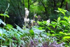 半日陰の庭に植えてよかった「常緑多年草のグランドカバー」6選。植えっぱなしでほとんど手間いらず、梅雨も青々と美しい！