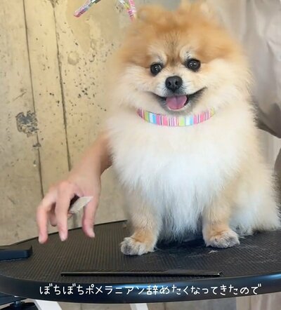 カットされる前のポメラニアンの「ぼん」くん