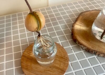 種から根が出てきたところ