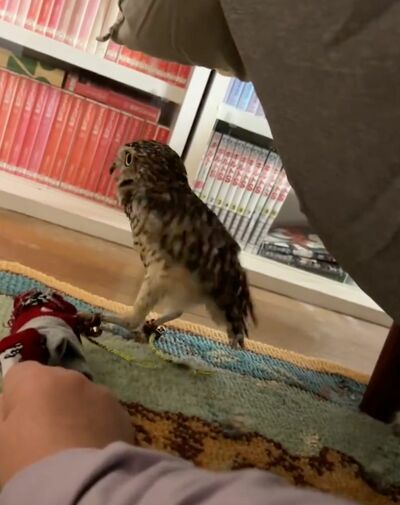 投稿動画のワンシーン