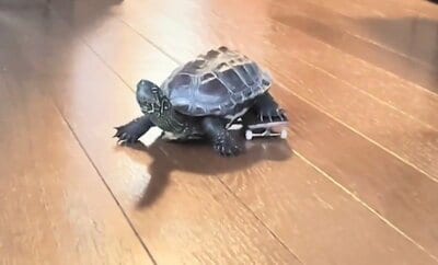 切ない表情をする軍曹くん