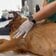  怪我を負って民家に助けを求めた犬　「回復して幸せをつかむ姿」に感動が広がる