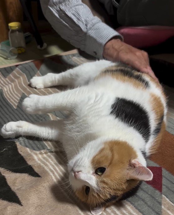 大好きな「ポンポン」を満喫する猫　お父さんが離れると…予想以上の猛抗議がかわいい