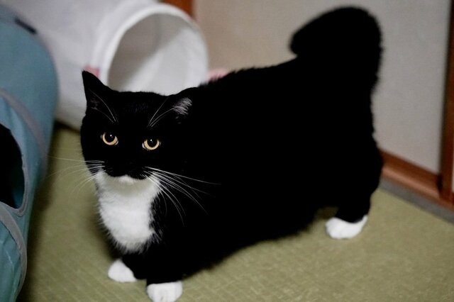 【変幻自在すぎる猫さん】ユニークなお座り姿に思わず二度見　「キリン」「ピサの斜塔」といった声