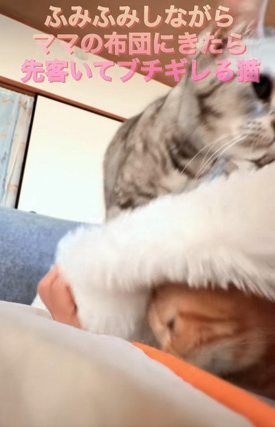 「私も取り合われたい！」うらやましがる声も！猫ちゃんたちのケンカに笑ってしまう