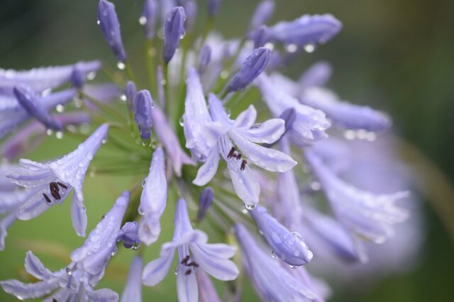 【湿気に強い花】梅雨の庭を美しく彩る《多年草・一年草・低木》おすすめ9選！日陰に強い植物も