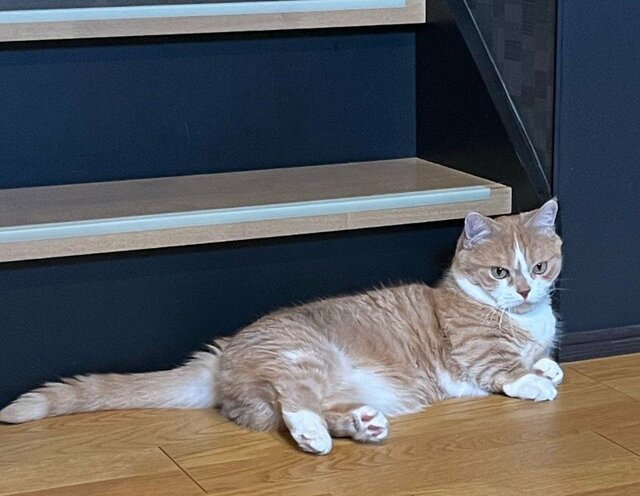 【猫の躍動感】上品にくつろぐマンチカンが見せた豹変ぶりに笑ってしまう