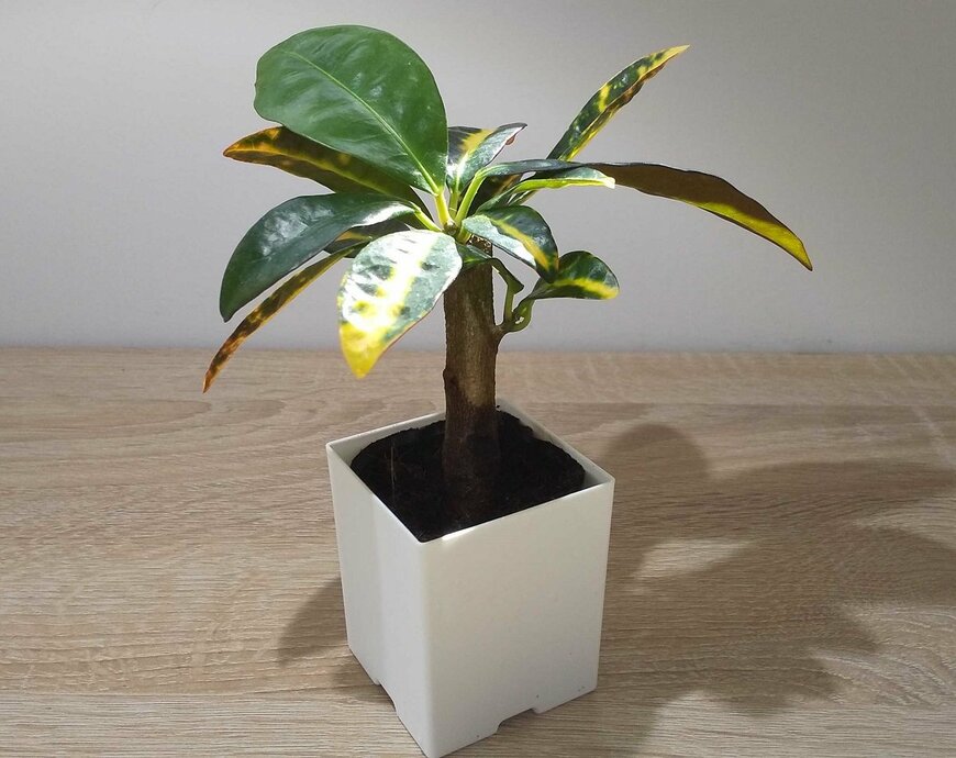 100均で購入したクロトン（著者撮影）