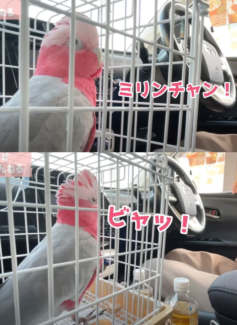 出所：@anz_omomiri