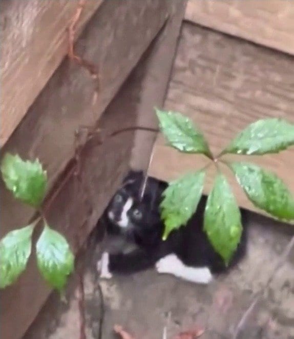 「もう大丈夫、一緒にいるよ」物陰に隠れて怯えていた子猫が保護されて授かった新しい名前に反響