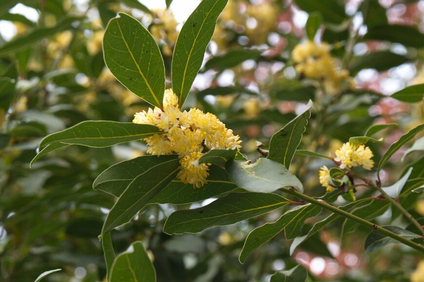 aniana/Shutterstock.com